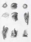 Studie av øyne ører og neser